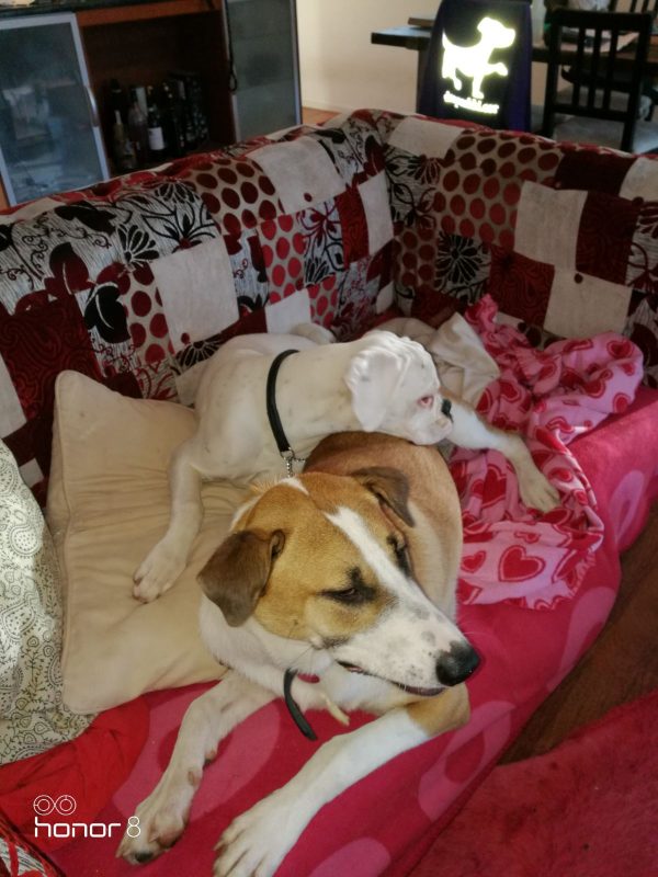Koirat nukkuvat kimpassa Koirahotelli perro